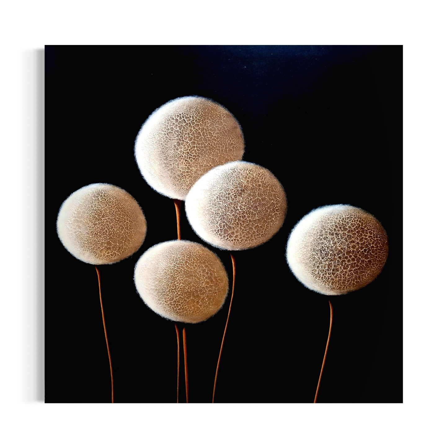 Cotton flowers No. 9