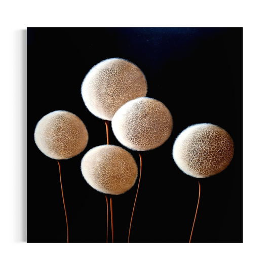 Fleurs de coton N°9